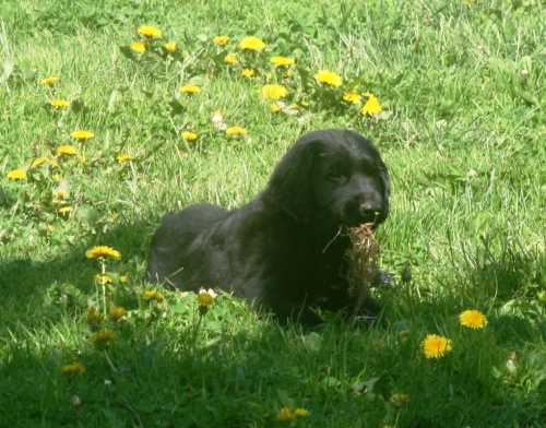 �t���tka flat coated retrievera