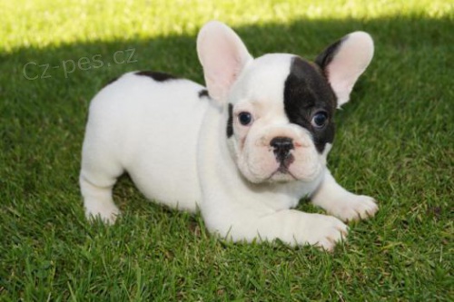 Francouzsk� buldo�ek