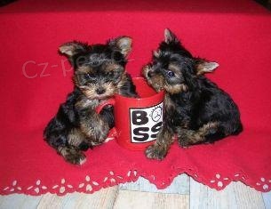 York��rsk� teri�r na prodej bez PP