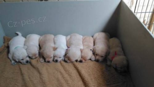 Labrador retriever �lut� s PP