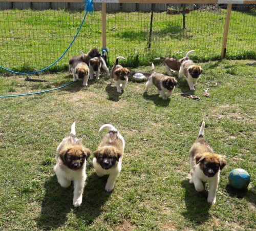 �esk� horsk� pes