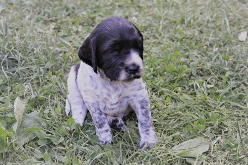 Prod�m ��e�ata VMO