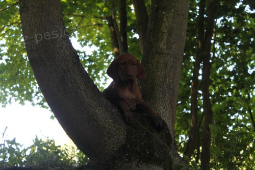 Prod�m �t���tka ma�arsk�ho oha��