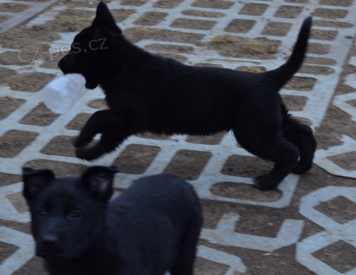 N�meck� ov��k