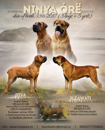 Boerboel �t��ata s PP na prodej