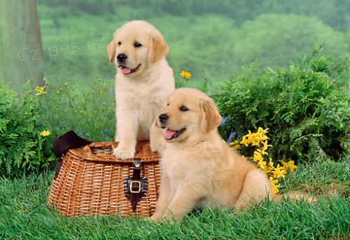 Zlat� retr�vr - �t�n�