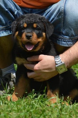 Rotvajler - �t��atata s PP