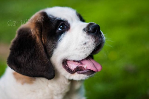 �t���tka Bernard�na