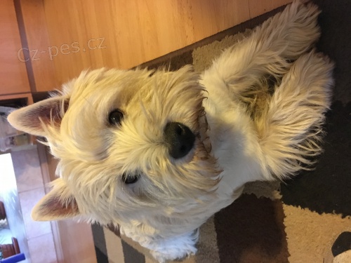 Nab�z�m ke kryt�