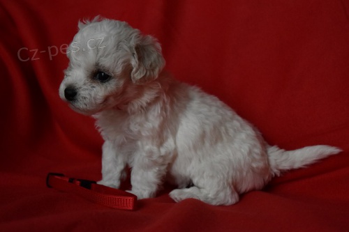 Bi�onek �t���tka s PP prod�m