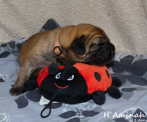 Boerboel �t��ata s PP na prodej