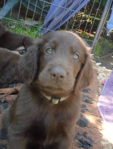 Flat coated retriever s PP �ern� a hn�d�