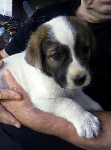 �esk� horsk� pes s PP