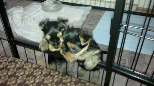 Prod�m �t�n� Jork��rsk�ho teri�ra s PP