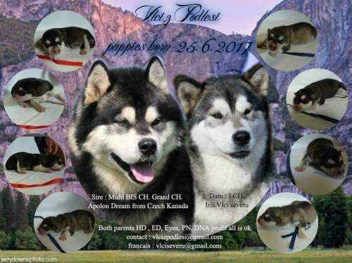 �t��ata alja�sk�ho malamuta s PP