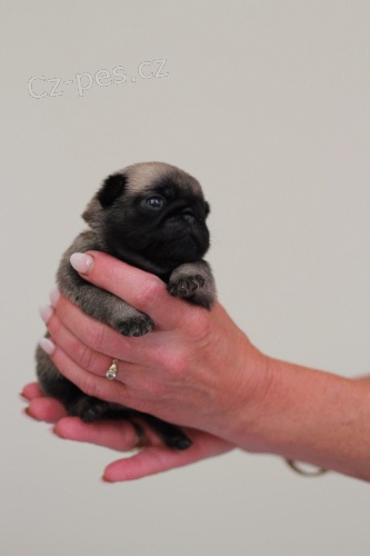 MOPS �t��ata s PP