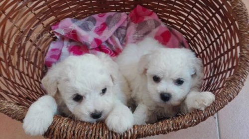 Bi�onek fris� s PP