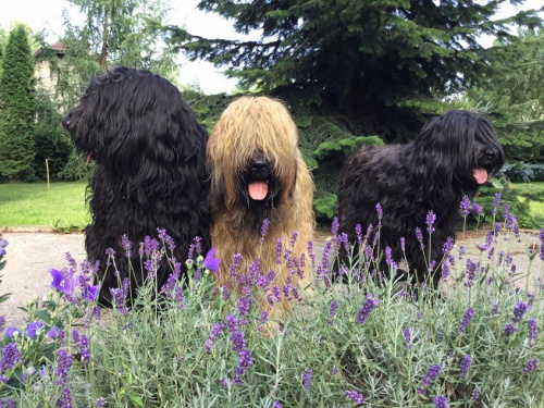 �t��ata-briard