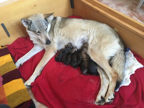 Chovatelsk� stanice Sk�in��ov nab�z�