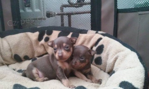 Pra�sk� krysa��k s PP hn�d� barvy