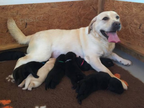 �ern� �t��ata Labradorsk�ho retrievera