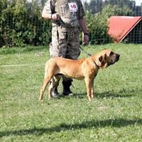 3 �istokrvn� �te�at� fila brasiliero na predaj