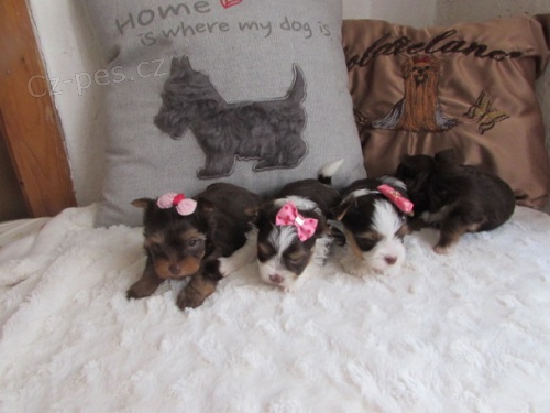 Barevn� jork��rkov� s rodokmeny