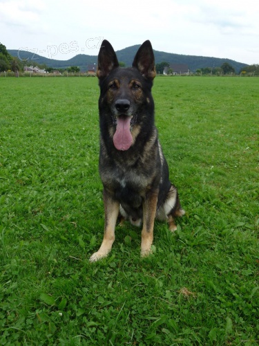 nab�dka kryt� N�meck� ov��k