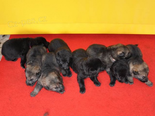 Prod�m �t��ata n�meck�ho ov��ka s PP