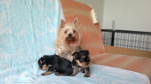 Prod�m �t�n� - chlape�ka Jork��rsk�ho teri�ra s PP