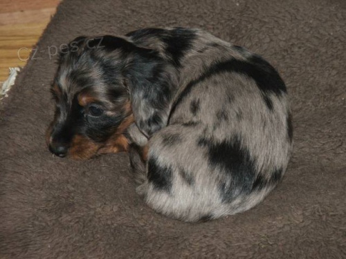 Jezev��k kr�li��/trpasli�� �t�n� fenka