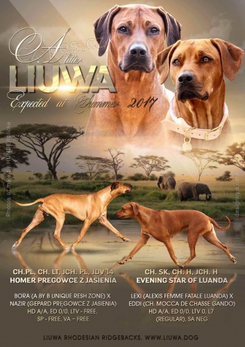 LIUWA RHODESIAN RIDGEBACKS - �T���TKA