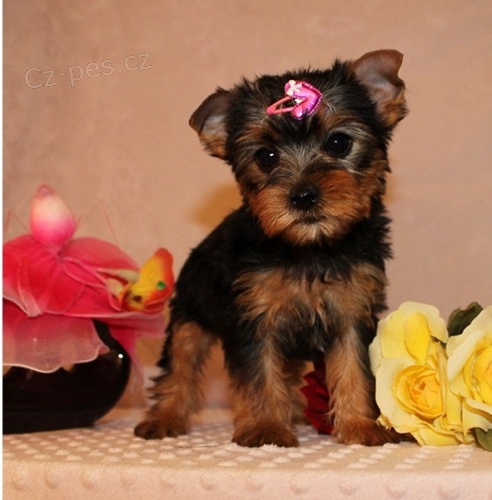  Yorkshire teri�r �t��ata.