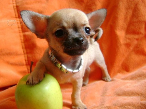  �ivava �t��ata.