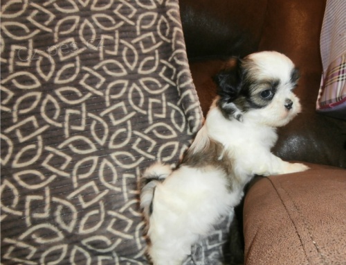 Shit Tzu �t��ata.