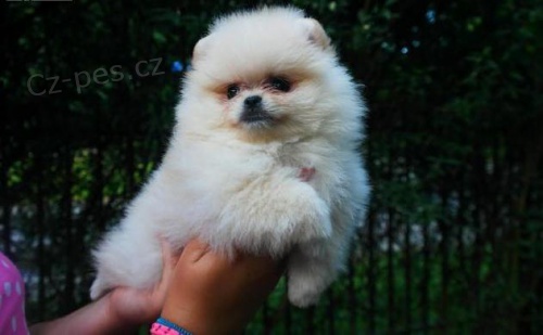 Pomeransk� �t��ata na prodej.