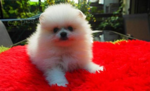 Pomeransk� �t��ata na prodej.