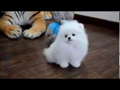 Pomeransk� �t��ata na prodej.