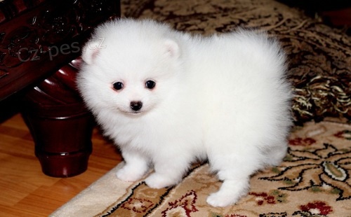 Pomeransk� �t��ata na prodej.