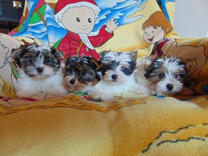 Biewer yorkshire terrier - �t���tka s PP