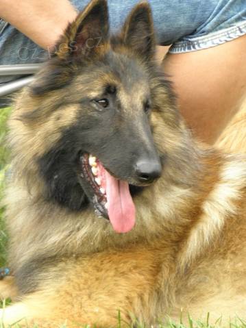 Belgick� ov��k tervueren - prod�m