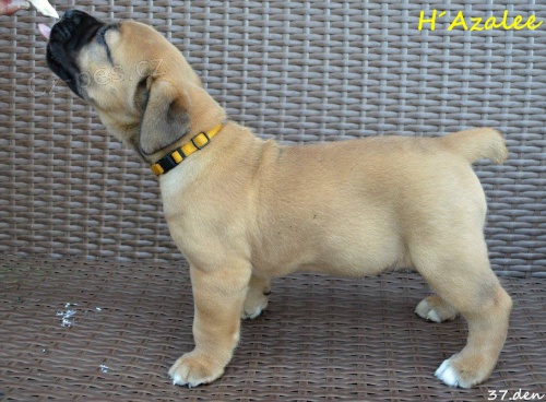 Boerboel �t��ata s PP na prodej