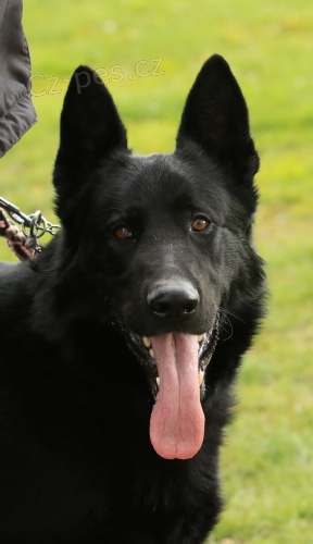 Nab�dka ke kryt� N�meck� ov��k