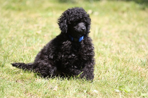 Pudl trpasli�� �ern� s PP