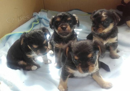 Prod�m kr�sn� �t���tka York��rsk�ho teri�ra