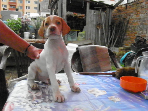 Nab�z�me �t���tka anglick�ho pointra