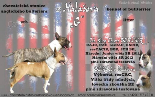 Bulteri�r �t��ata s PP, pln� testovan� rodi�e