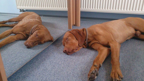 Ma�arsk� oha� ke kryt�