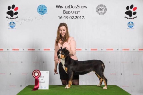 Entlebu�sk� sala�n�cky pes