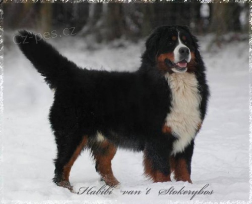 Bernsk� sala�n�cky pes